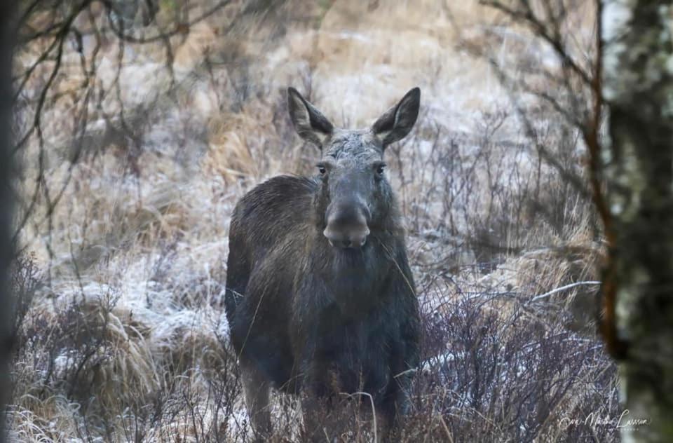 Källåsens Stuguthyrning Sjotofta Exteriör bild
